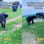 Anak Gajah