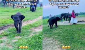 Anak Gajah