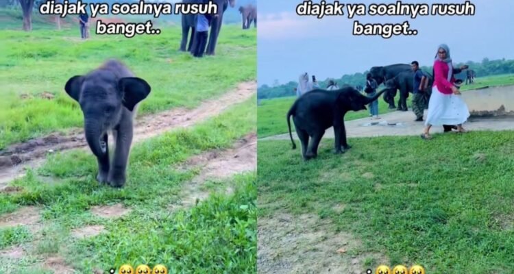 Anak Gajah